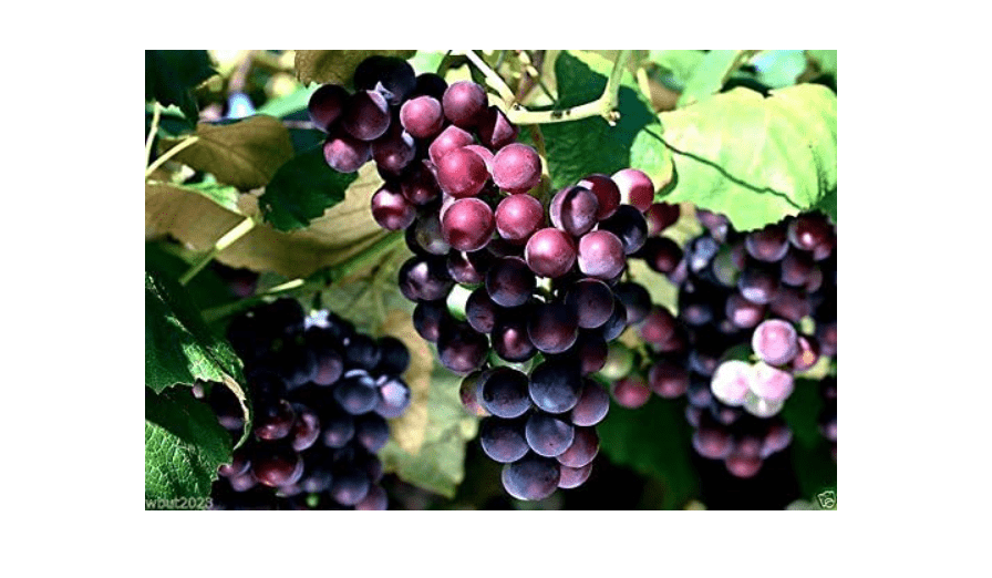 
Grape Vine Seeds(Vitis vinifera) Enjoy the sweet juicy taste of homegrown grapes