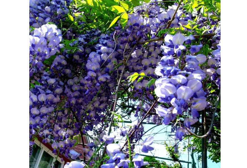 
10 American Wisteria Seeds for Planting - Wisteria frutescens