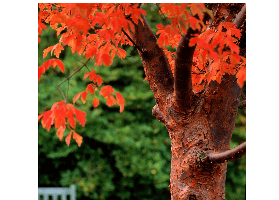 
Paperbark Maple Tree Seeds for Planting - Stunning Peeling Cinnamon Colored Bark - Acer griseum (20 Seeds)