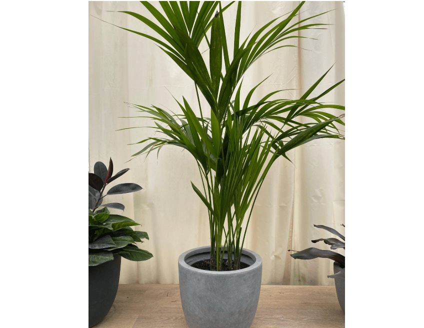 
Kentia Palm Tree, Howea Forsteriana, Live Plant - Exotic and Rare Indoor/Outdoor Plant, Tropical Garden Plant, Low Maintenance, Air Purifying Plant