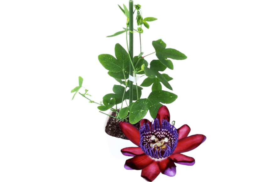 
Passion Flower Plant Live, 5 to 8 Inch Tall Passiflora Vine, Fragrant Climbing Plant for Garden or Trellis, No Pot, Well-Rooted (Burgundy Red Passion Flower