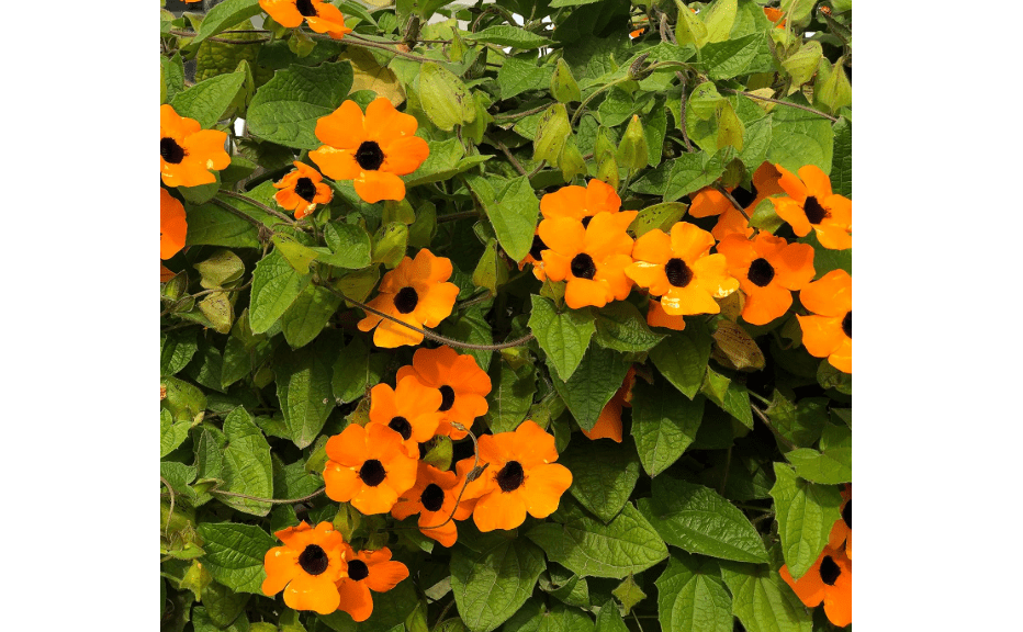 
Outsidepride Sunrise Orange Thunbergia Black Eyed Susan Seeds - 100 Pcs Annual, Climbing Vine Flower Seeds for Planting Orange Blooms for Low Maintenance