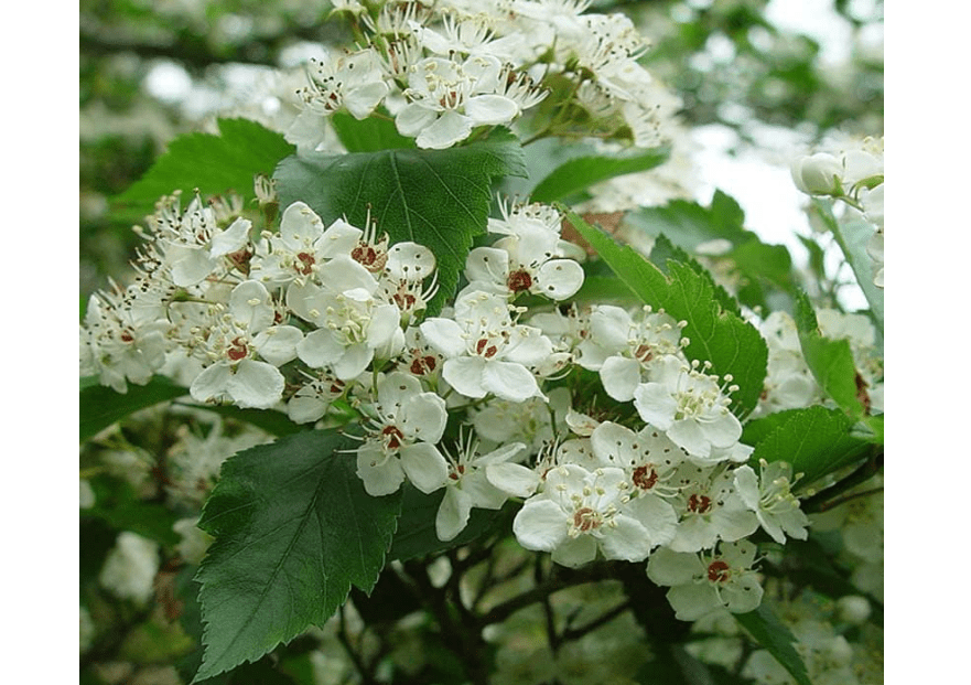 
Crataegus Viridis (Black Hawthorn) Tree Seed, White Petals Flowers with Yellow or Pale Pink Stamens, Berry-Like Fruits, You Choose The Quantity (5 Packs)