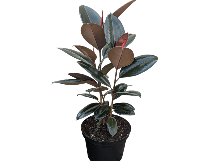 
Burgundy Rubber Plant, 8 inch Pot, Live Indoor Ficus Elastica Tree, 2-3 Feet Tall