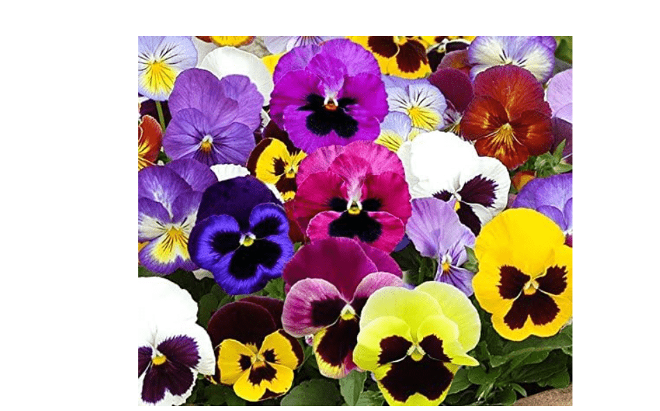 
Swiss Giants Mix Pansy Seeds - 1,000+ Non-GMO Heirloom Flower Seeds, Hardy Annual, Great for Flower Beds, Containers