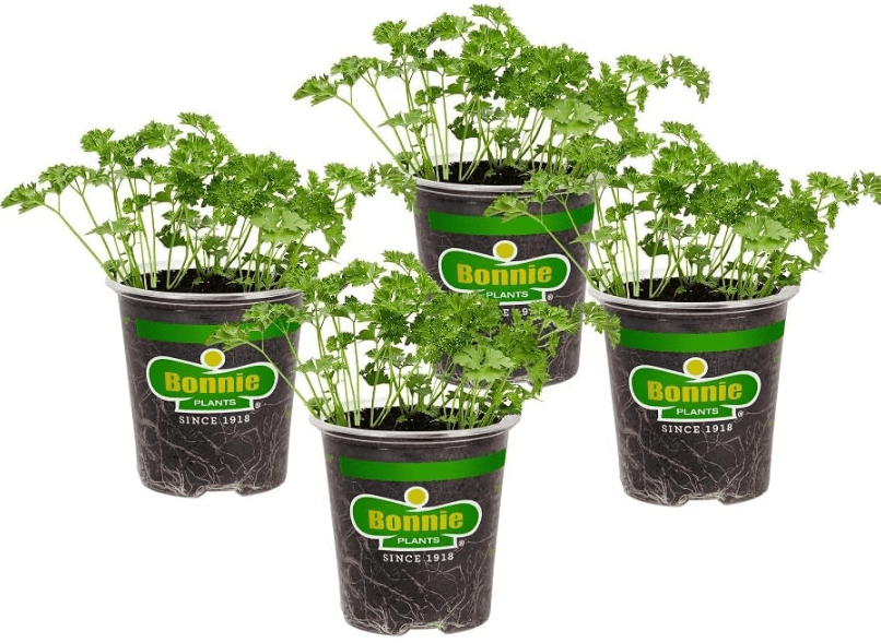 
Bonnie Plants Curled Parsley Live Herb Plants - 4 Pack, Biennial, Non-GMO, Garnish, Seasoning, Salads, Palate Cleanse