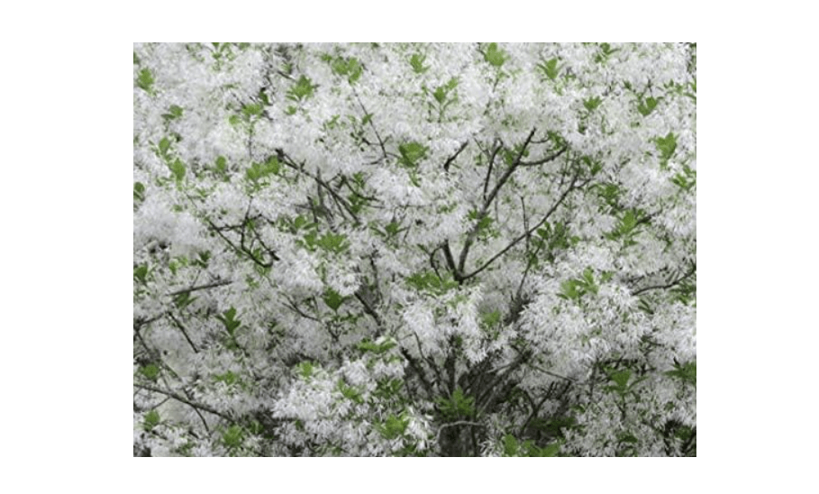 White Fringe Tree Chionanthus virginicusa - Heavy - Established - Roots - One Quart Potted Plant by Growers Solution
