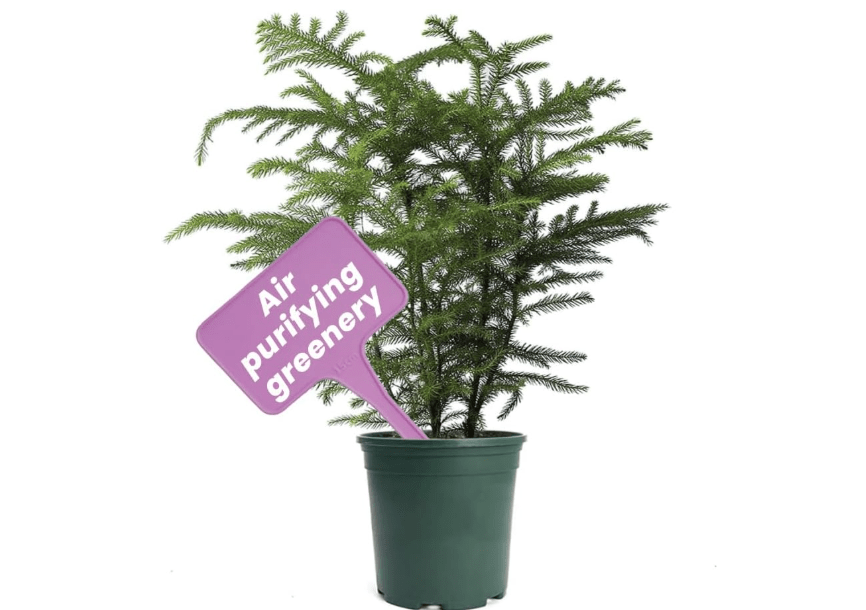
American Plant Exchange Live Norfolk Island Pine Plant, Plant Pot for Home and Garden Decor, 6" Pot