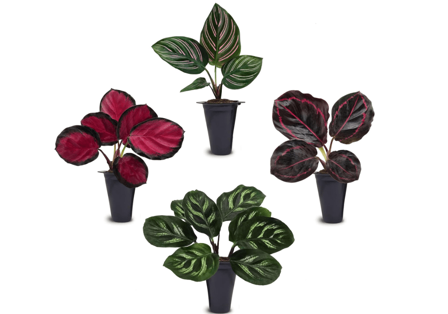 
Calathea Collection (4 Pack) Live Plants – Stunning Foliage Prayer Plants Like Orbifolia, Rose Painted, White Star & Dottie – Easy Indoor Tropical