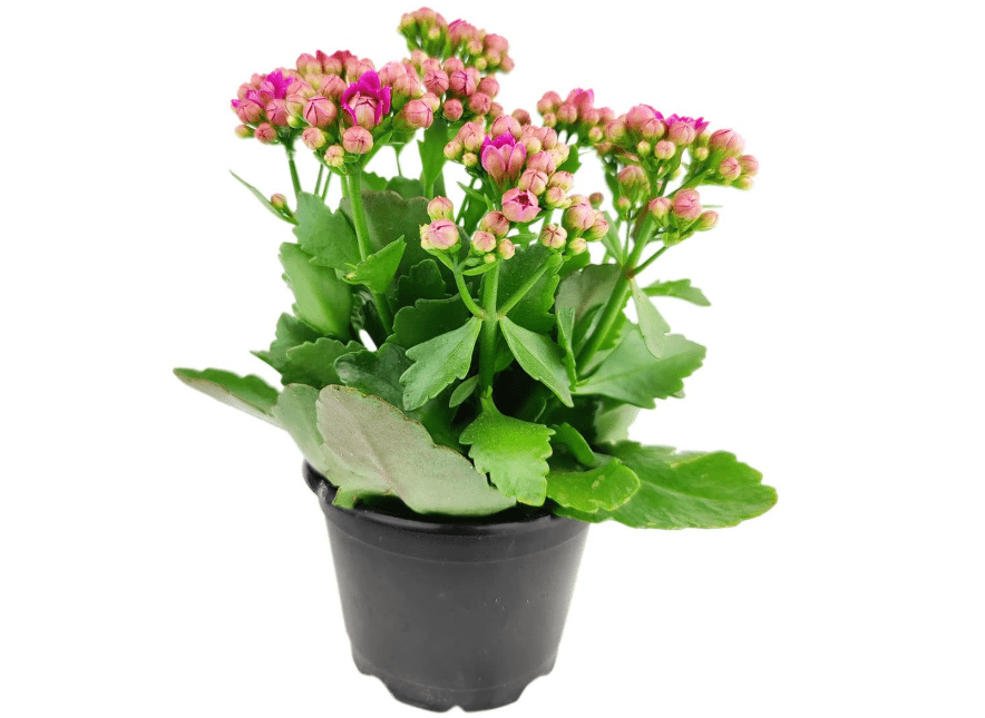  Kalanchoe blossfeldiana 'Calandiva Purple' (4.5" Grower Pot) - Easy to Grow Houseplant - Live Healthy Houseplant for Home Office Decoration