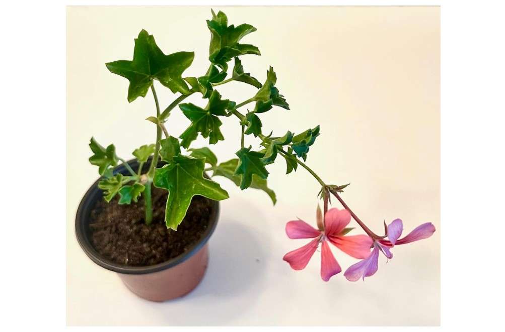  Set of 2 Live Ivy Geranium -Pelargonium Peltatum, Climbing Ivy Leaves with Pink Flowers, 2 Fully Rooted Plants 6-12" Long, Options of Single-Layer