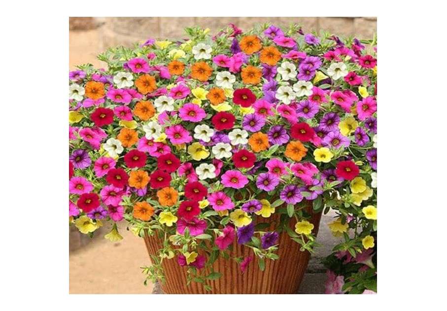  New 100pcs Mixed Calibrachoa Flower Seeds