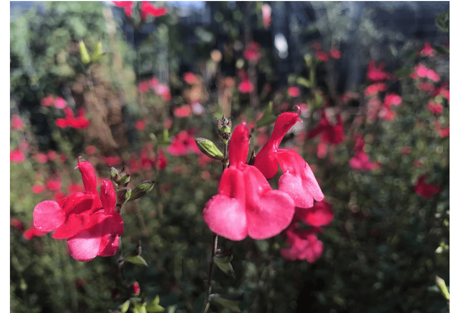 
Salvia greggii Autumn Sage - 30 Seeds