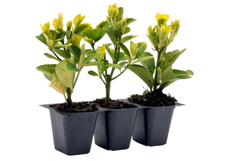  3 Golden Euonymus Shrubs | Live Plants in 2.5-inch Nursery Cubes | Japonica ‘Aureo-Marginatus’ Variety | Easy-Care Evergreen | Variegated Yellow-Green