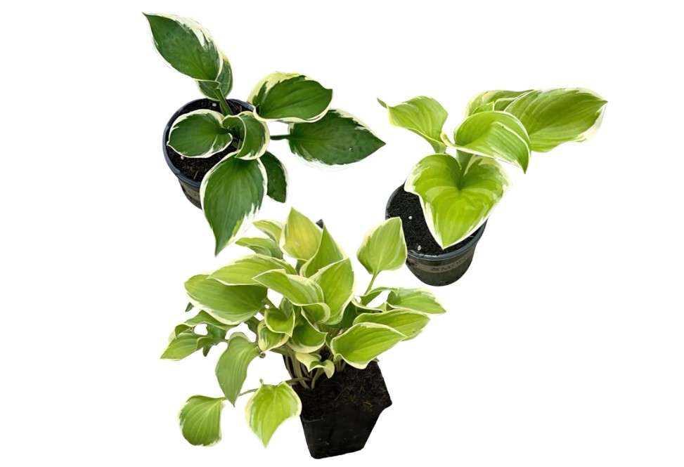  Live Perennial Hosta - Assorted Varieties (3 Plants Per Pack) Beautiful Accent Plant, 10" Tall by 4" Wide in 1 Qt Pot