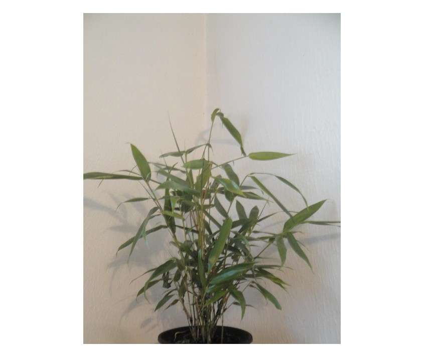  Bambusa Metake Korean/Japanese Arrow Bamboo #1 Size Live Plant