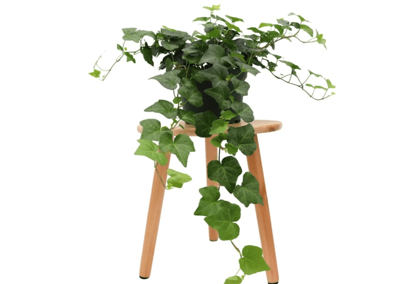 
American Plant Exchange English Ivy – Live 6-Inch Potted Trailing Vine, Low-Maintenance Air-Purifying Houseplant for Hanging Baskets