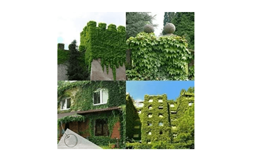 
100 BOSTON IVY SEEDS,Parthenocissus Tricuspidata , Fast Growing Vine/Climber