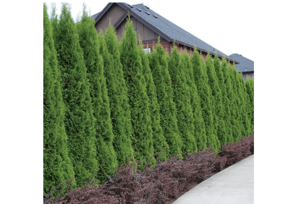 
20 Emerald Green Arborvitae Trees/Shrubs - 6-12" Tall Live Plants - Evergreen Hedges/Bushes - Thuja occidentalis 'Smaragd' - (20 Pack
