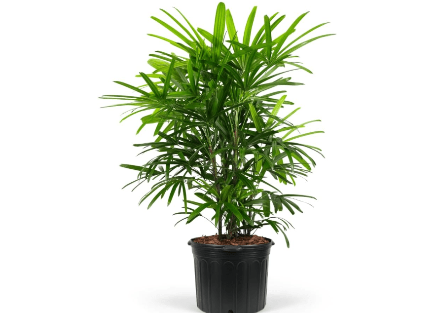 
Lady Palm, Rhapis Excelsa - Live Plant, Air Purifying Indoor Houseplant, Low Maintenance Tropical Plant for Home, Office, and Garden Decor (7gal Pot; 4-5ft)
