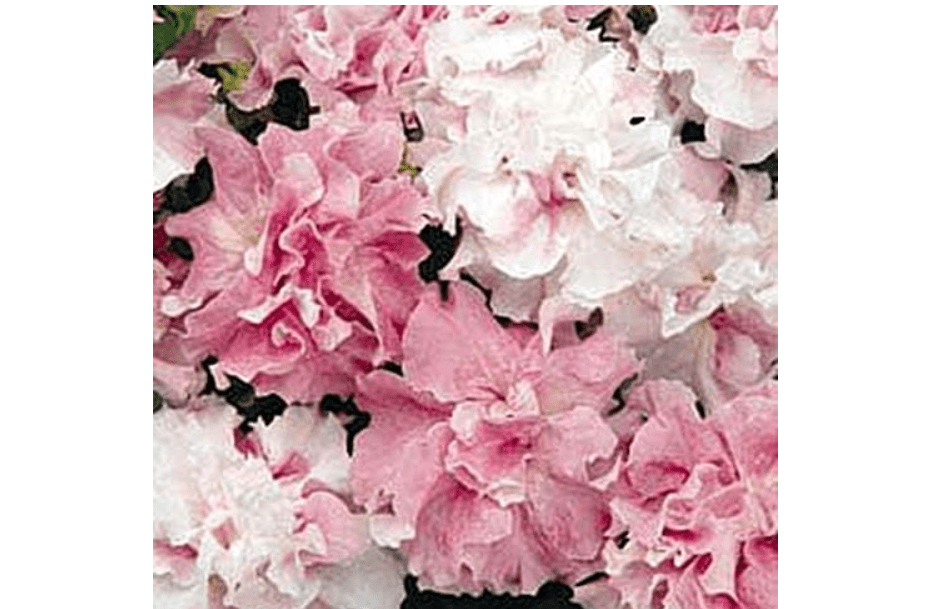 
Petunia Double Cascade Orchid Mist Annual Seeds