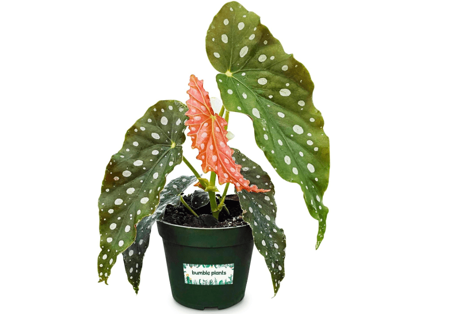 
Bumble Plants Begonia Maculata Live Plant [Winter Thermal Packaging Included] | Polka Dot Angel Wing Indoor Plant | Air-Purifying Benefits, and Easy Care