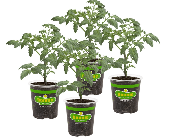
Bonnie PLANTS Husky Cherry Red Tomato Live Vegetable Plants - 4 Pack, Non-GMO, Bite Sized, Disease Resistant