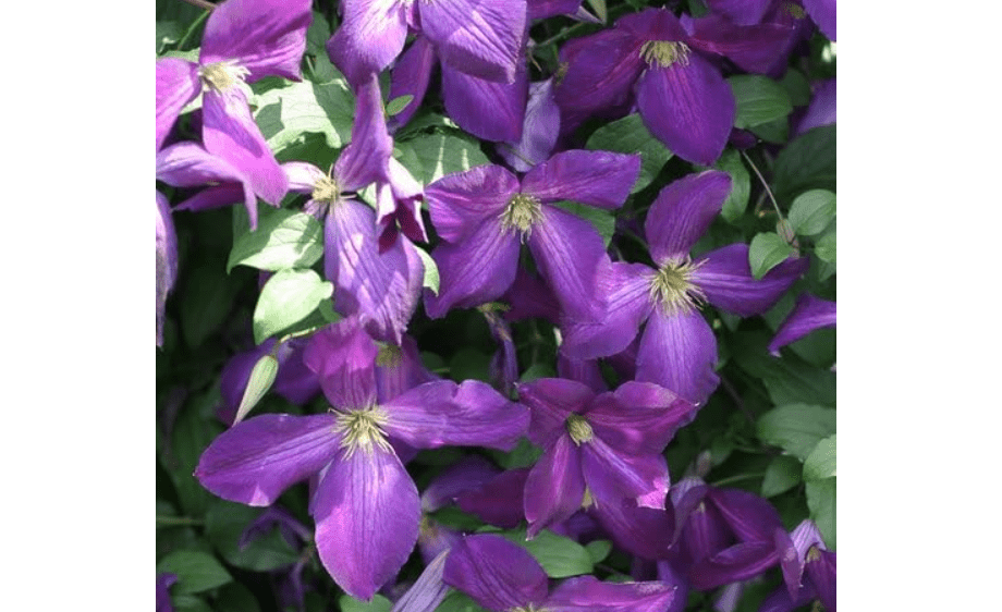 
Happy Jack Clematis Live Plant in a