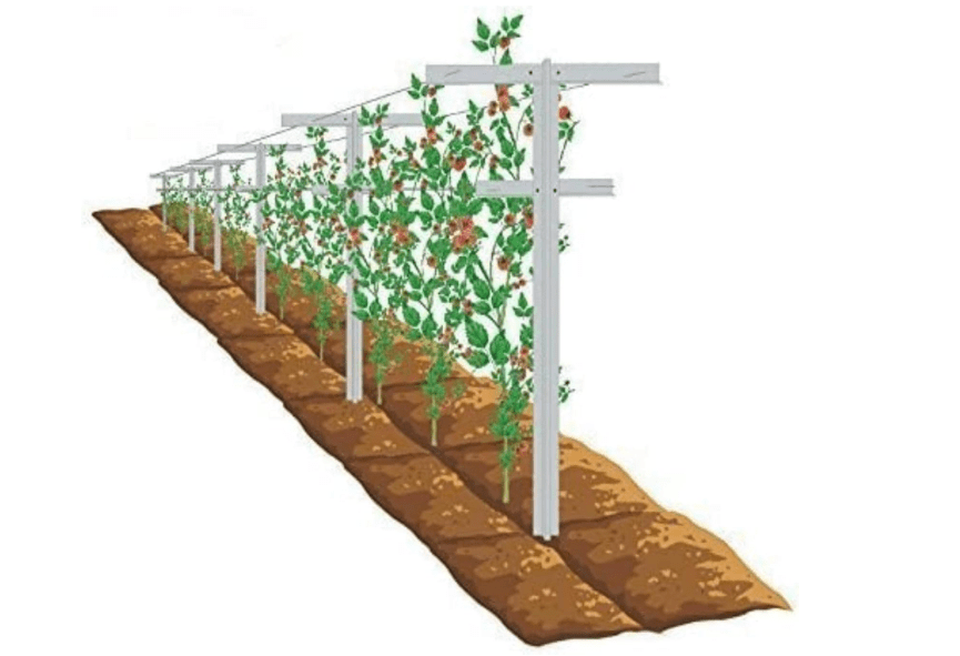 
MRGARDEN 7-Feet Grape Vine Trellis, Heavy Duty 2pcs Set for Raspberry and Climbing Plants, Outdoor Stake Vineyard