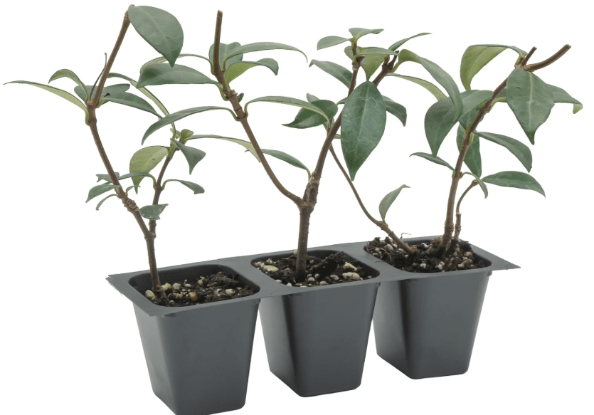 
3 Live Star Jasmine Plants (Trachelospermum Jasminoides) – Fragrant Climbing Vine, Thriving in 2.5” Nursery Cubes