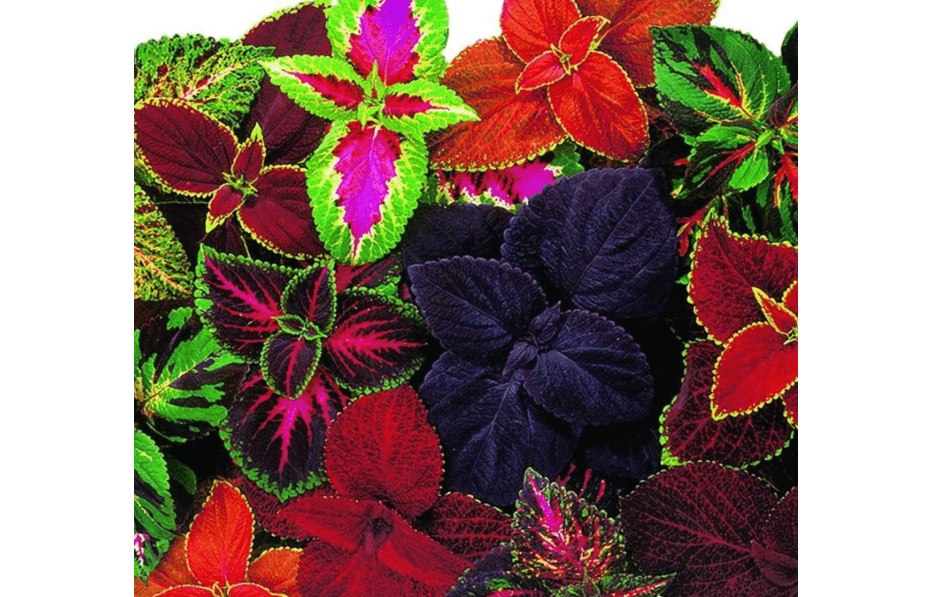 
Park Seed Giant Exhibition Complete Mix Coleus Seeds, Large Multi-Colored Foliage on Compact Plants, Classic Victorian Houseplant or Shade Garden Accent
