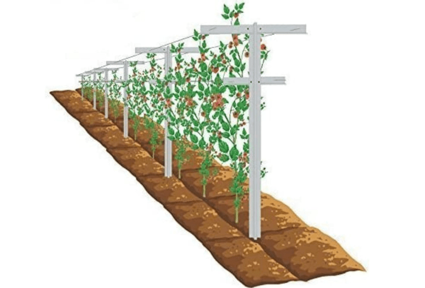 
MRGARDEN 7-Feet Adjustable Garden Trellis Set for Raspberry and Climbing Plants, Outdoor Stake Vineyard Trellis