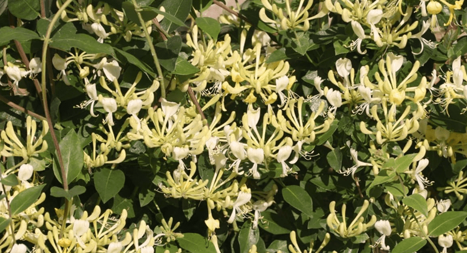 Scentsation Honeysuckle - Proven Winner - Lonicera - Very Fragrant