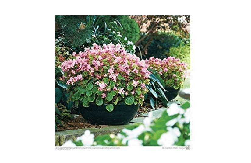 
Begonia (Begonia Rose) GREAT In Container 100 Pellet Seed
