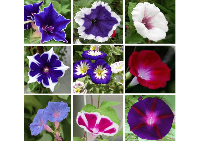 
200+ Morning Glory Seeds for Planting, Mixed Color Ipomoea Nil Seeds Heirloom Vine, High Germination Rate Open Pollinated Seed