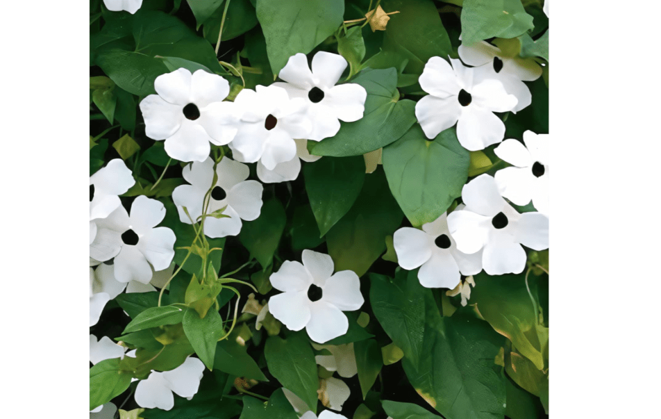 
Park Seed White Black-Eyed Susan Vine Thunbergia – Elegant Black and White Blooms on a 5–8 Ft. Twining Vine, Long-Blooming Annual for Trellises