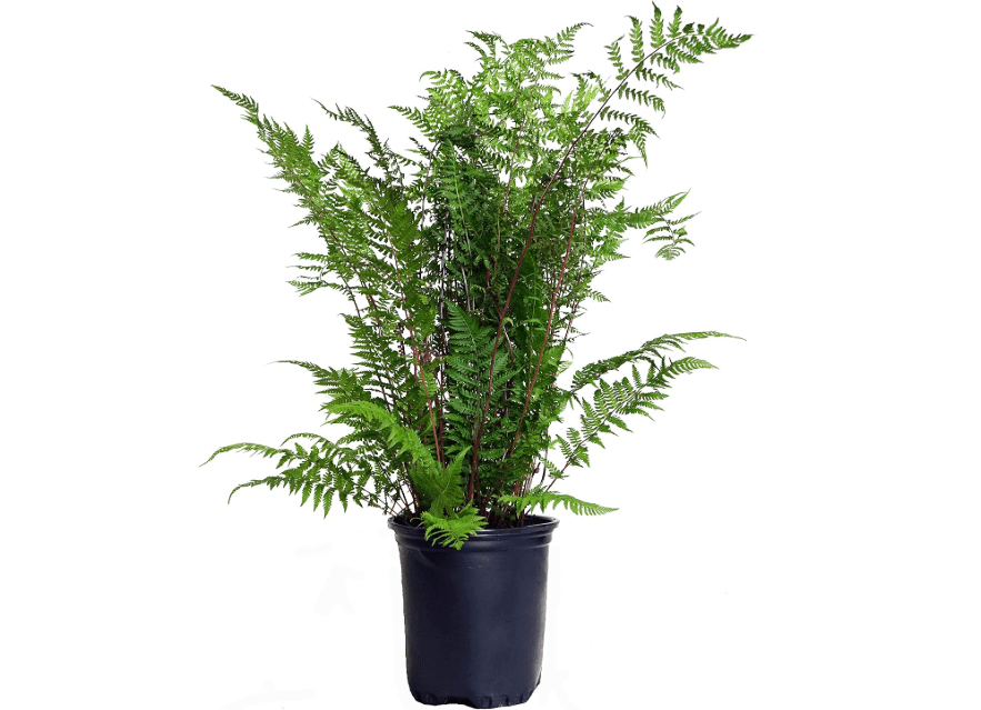 
Athyrium filix femina 'Lady in Red' (Lady in Red Lady Fern) Fern, red stems, #1 - Size Container
