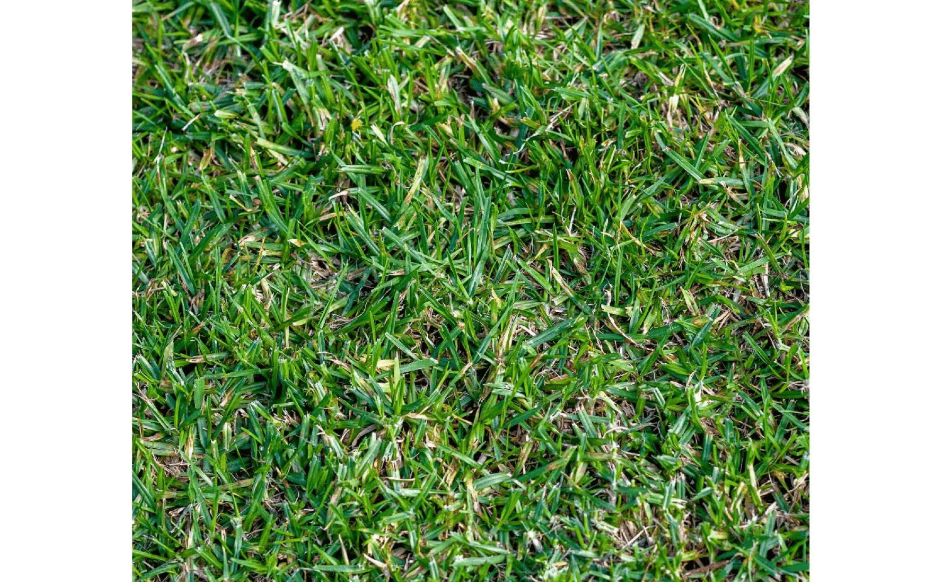 
Everwilde Farms - 1 Lb Buffalo Grass Native Grass Seeds - Gold Vault