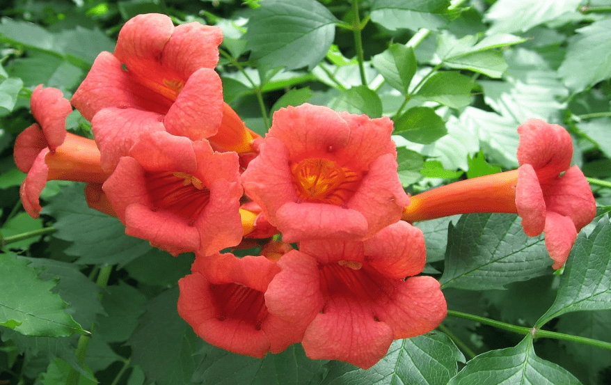 
Trumpet Vine - Campsis radicans - 4" Pot with Root 100% Survival Guaranteed