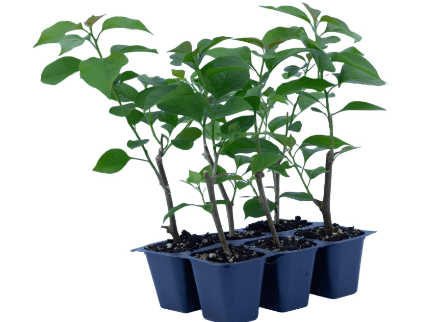 
3 La Jolla Bougainvillea, Live Plants – Thriving in 2.5” Nursery Cubes – Vibrant Fuchsia-Pink Blooms, Versatile as a Vine