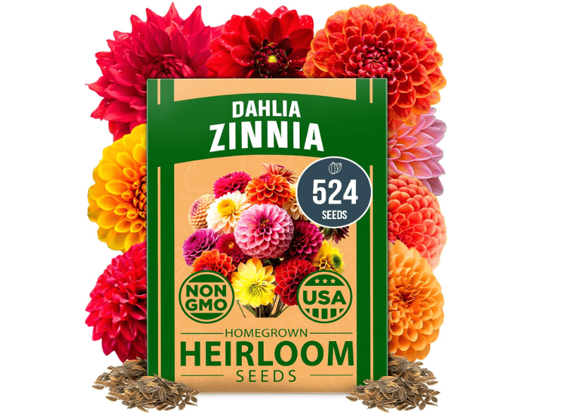  HOME GROWN 𝗨𝗦𝗔 𝗣𝗥𝗘𝗠𝗜𝗨𝗠 Zinnia Dahlia Seeds Pack for 2025 – 524 𝗡𝗢𝗡-𝗚𝗠𝗢 Flower Seeds | Vibrant Zinnia Elegans for Pollinator Gardens, Borders