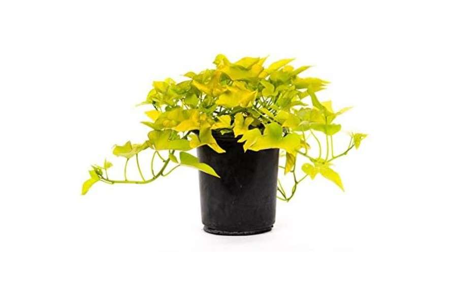  American Plant Exchange Lime Sweet Potato Vine – 6-Inch Pot – Live Trailing Foliage Plant, Fast-Growing Ornamental Vine for Hanging Baskets