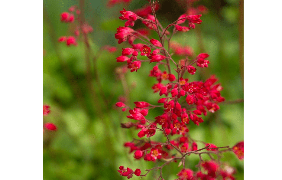 
Clovers Garden Coral Bells (Heuchera) – Two (2) Live Plants – Non-GMO - Not Seeds - Each 4" to 8" Tall – in 4" Inch Pots 