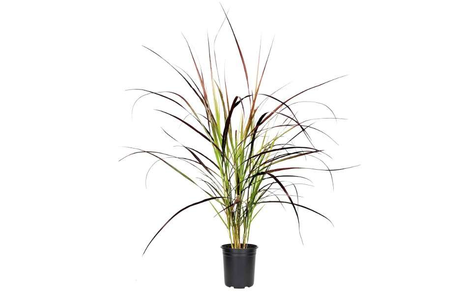 
Red Fountain Grass I 1 Large Gallon Size Plant I Pennisetum Setaceum Rubrum I Live Premium Quality, Ornamental Perennial Grass for Eye-Catching Landscaping