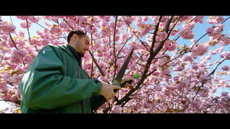When to Trim Cherry Trees: Best Timing Tips