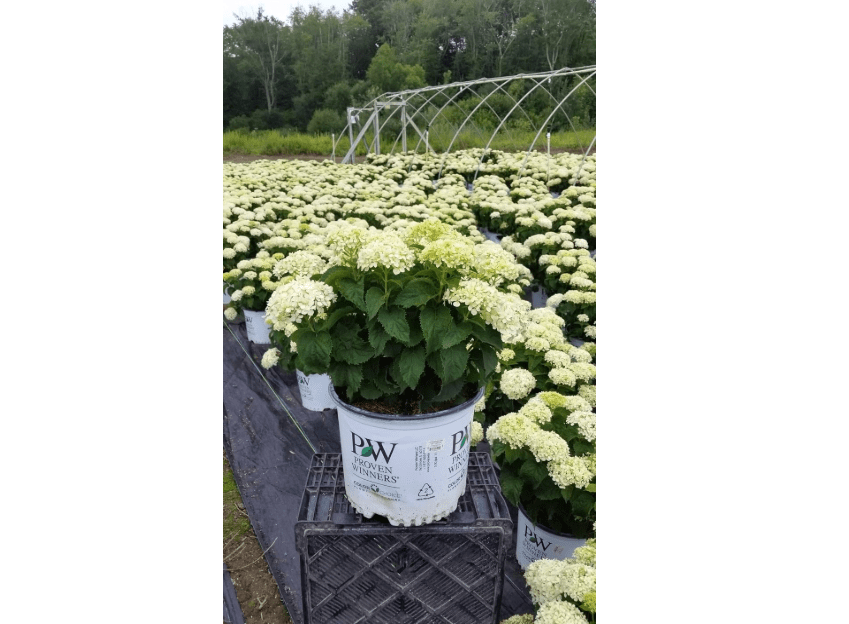 
Live plant from Green Promise Farms arb. Invincibelle Limetta (Smooth Hydrangea) Shrub, 3-Size Container, Lime Green to White Flowers