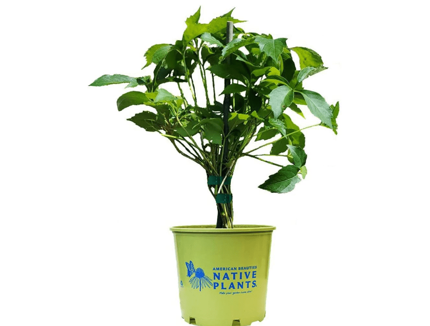 American Beauties Native Plants Parthenocissus quinquefolia (Virginia Creeper) Vine, 1-Size Container, Green Foliag