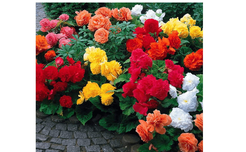  Begonia Non Stop Mix (3 Bulbs) Brilliant Color Throughout Summer 