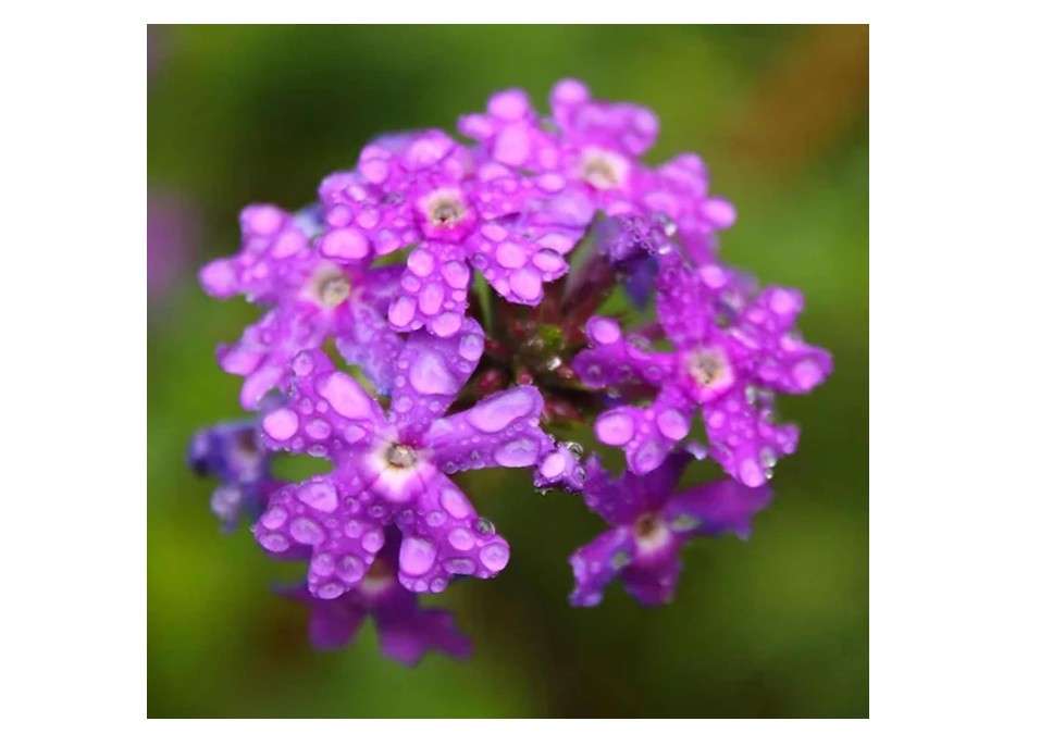  KVITER 1000 Purple Trailing Verbena Seeds (Verbena Tenuisecta), Creeping Verbena seed, Purpule Moss Verbena seeds – Ideal Perennial Flower Seeds