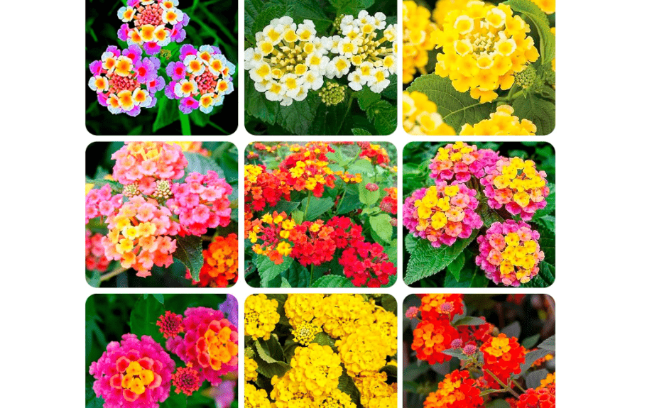 
300+Perennial Mix Lantana Camara Flowers Seeds for Planting Outdoors Home Garde